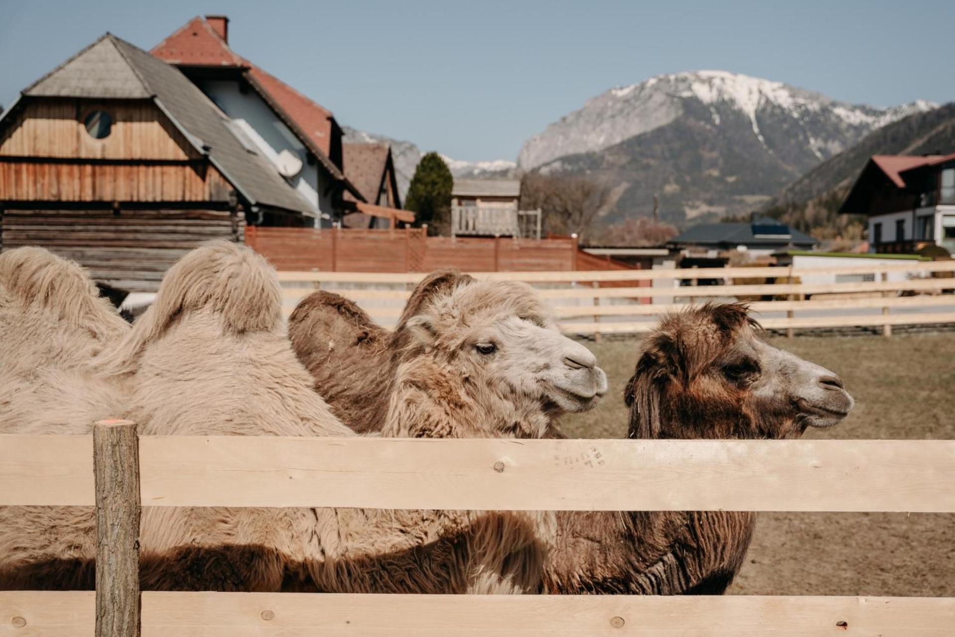 Alpakas, Lamas Und Rentiere Zum Gruenen See Grossdorf  Exteriér fotografie
