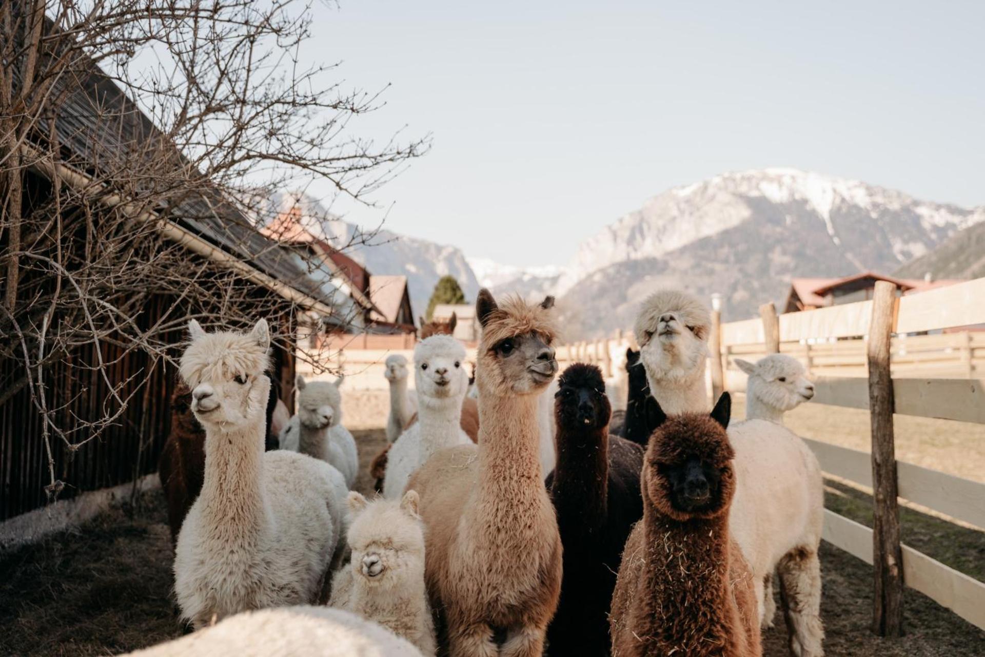 Alpakas, Lamas Und Rentiere Zum Gruenen See Grossdorf  Exteriér fotografie