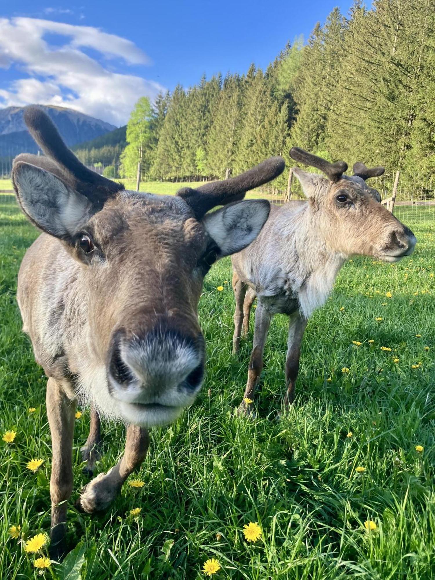 Alpakas, Lamas Und Rentiere Zum Gruenen See Grossdorf  Exteriér fotografie